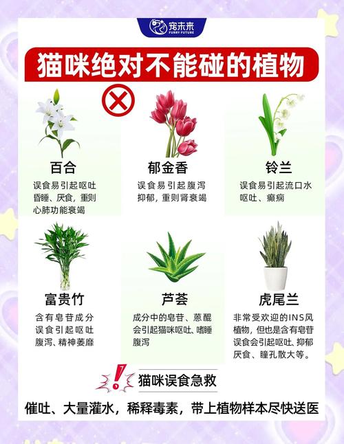 富贵竹对于小猫咪来说是否有毒的植物?