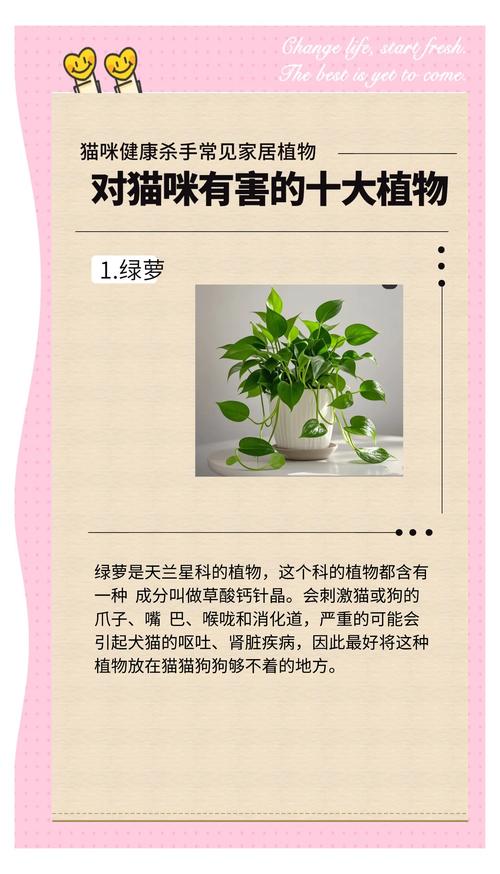 猫咪不能吃哪些植物?