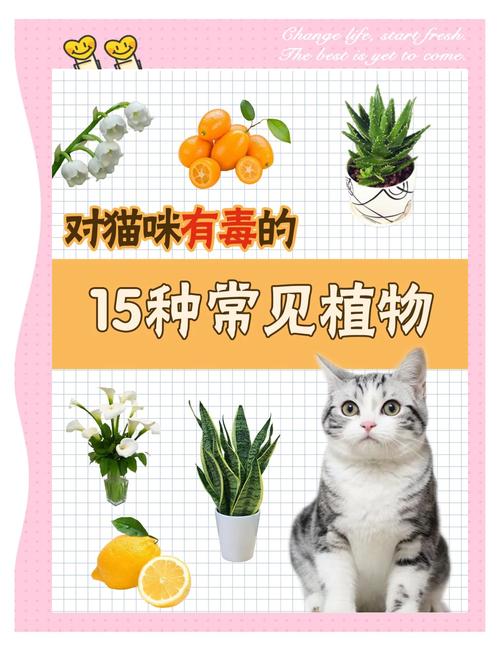养猫不能养什么植物?这5种可能会导致猫咪死亡
