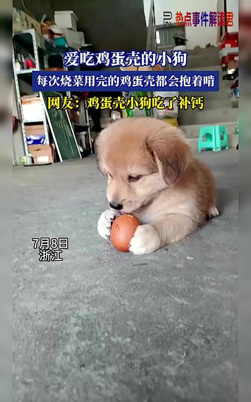 为什么狗狗能吃小鸡蛋壳