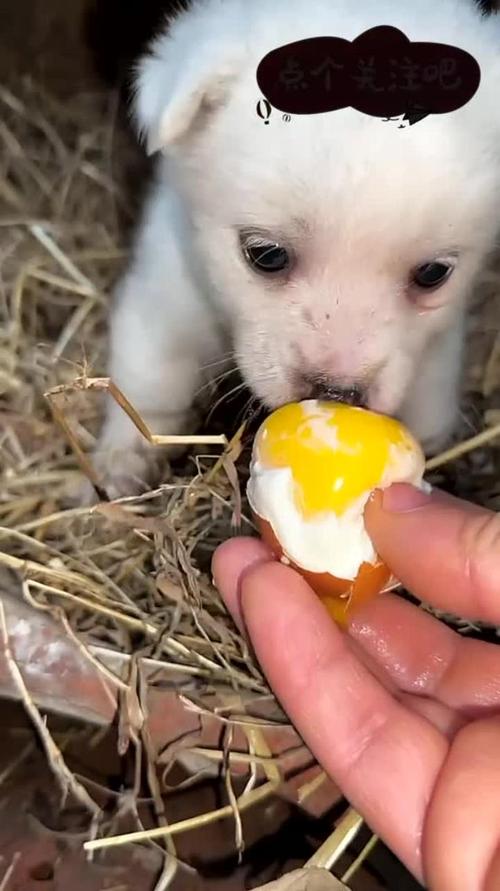家里拉布拉多幼犬早上吃鸡蛋不小心吃到鸡蛋壳了下午拉血便很稀像水[One]、..
