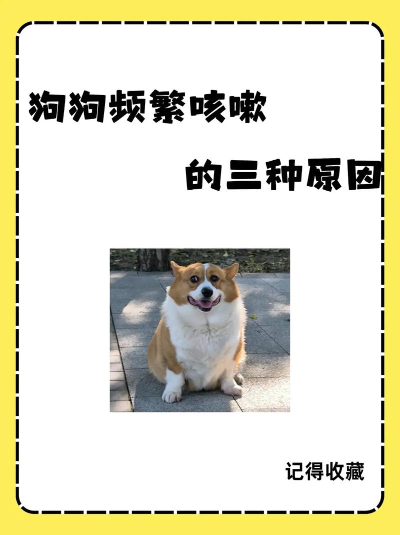 为什么狗狗一到夏天就咳嗽?