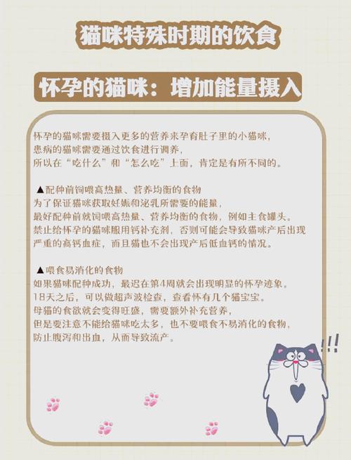 怀孕的猫吃什么好一点