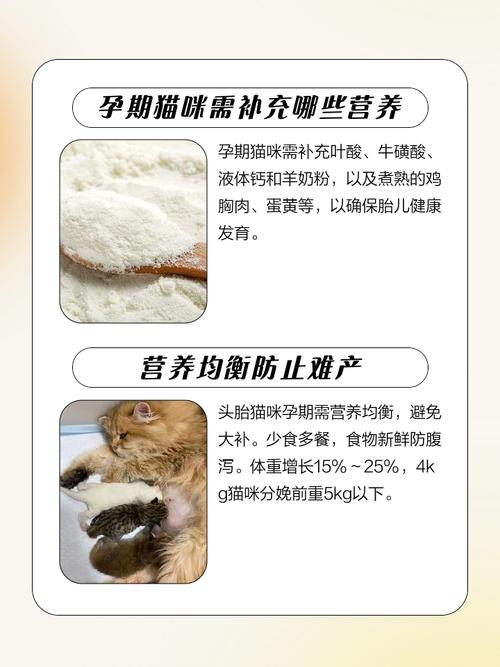 猫咪怀孕了吃什么好?