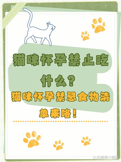 怀孕的猫吃什么有营养