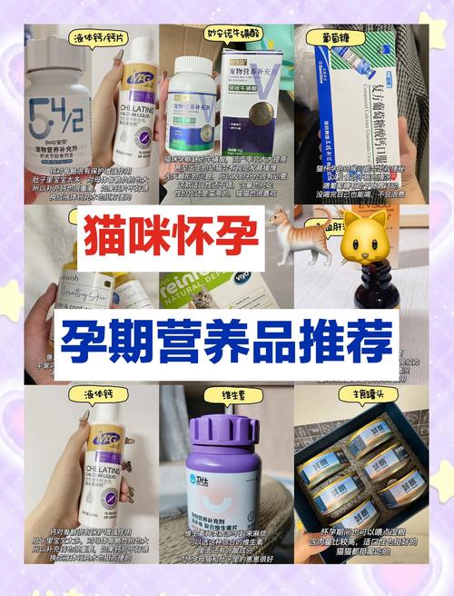 怀孕的猫咪吃什么最健康