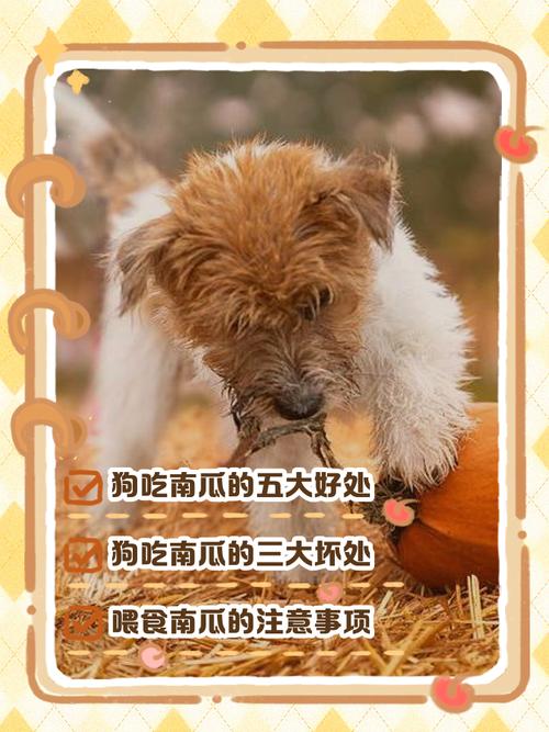 香瓜可以给狗吃吗