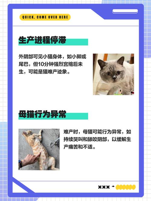 怎么判断母猫是否难产