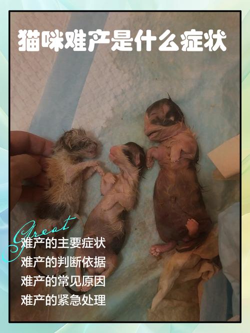 如何判断猫咪是否难产