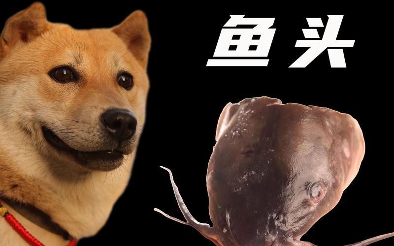 狗狗吃生鱼头会怎么样?