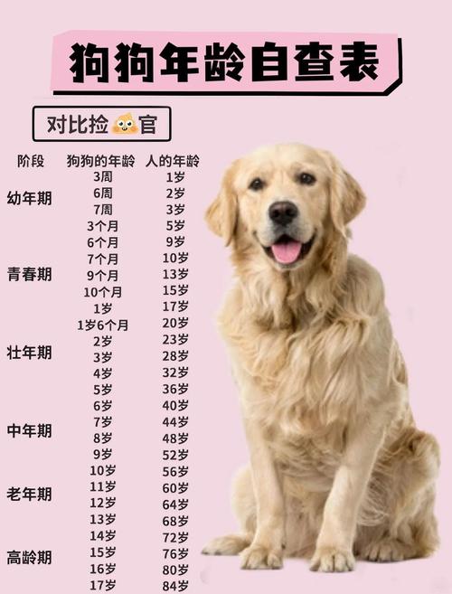 捡到的狗狗怎么看它年龄多大了?