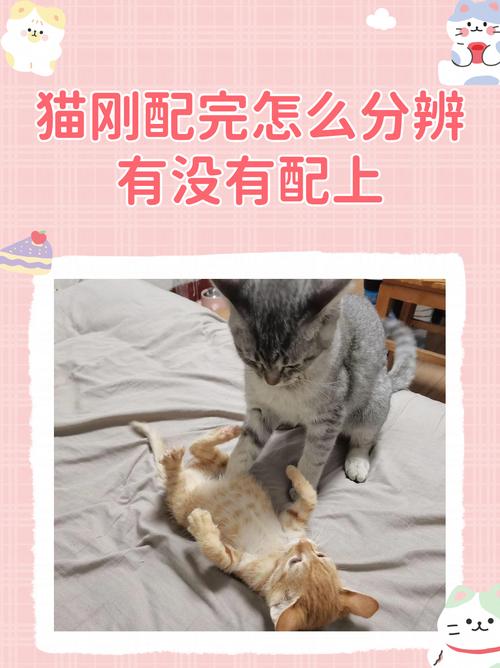 猫配种需要关一起几天