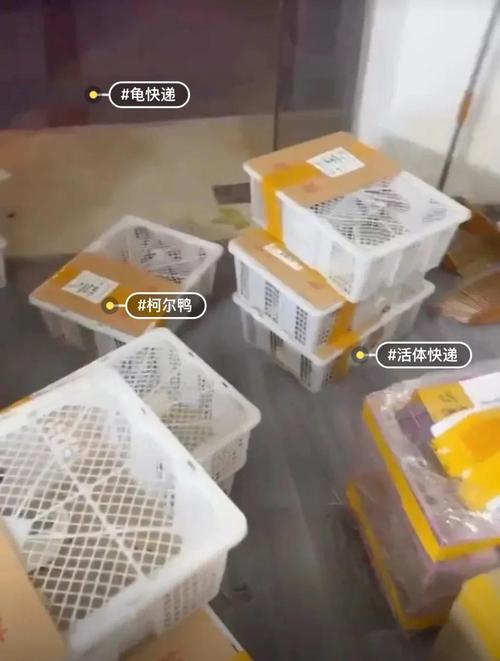 狗狗顺丰快递多少钱