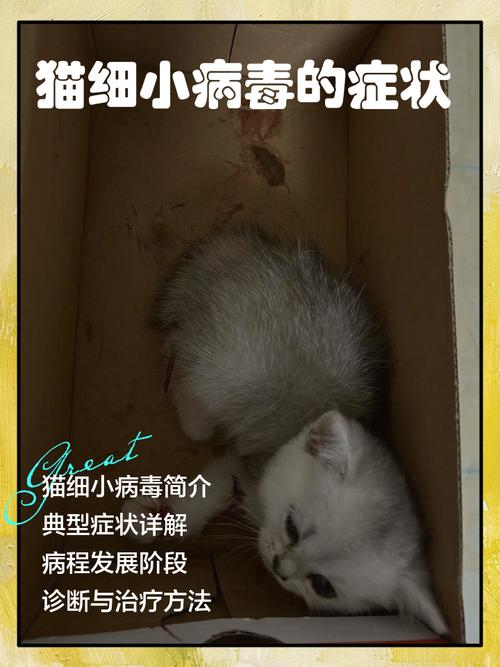 猫得了细小怎么办