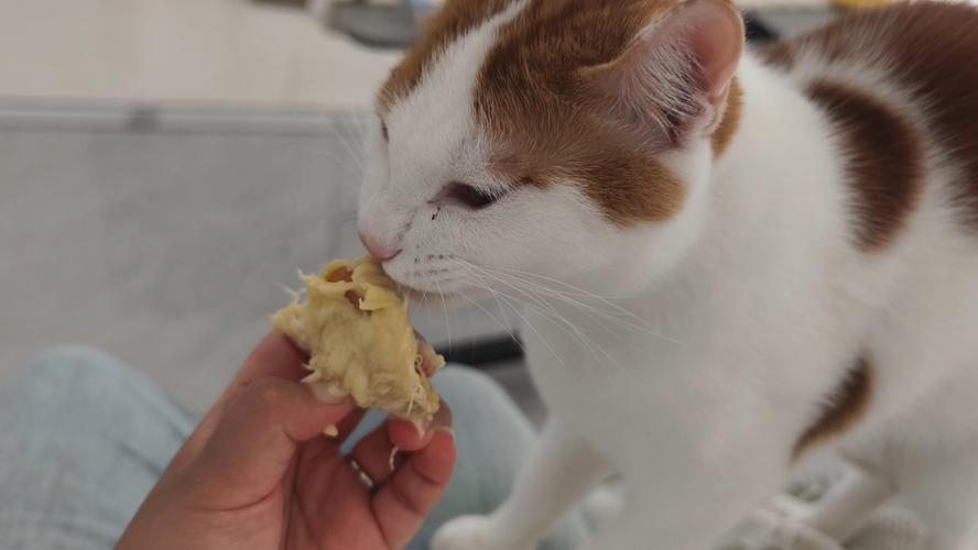 为什么猫咪很爱吃榴莲