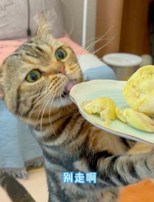 猫布偶能不能吃水果