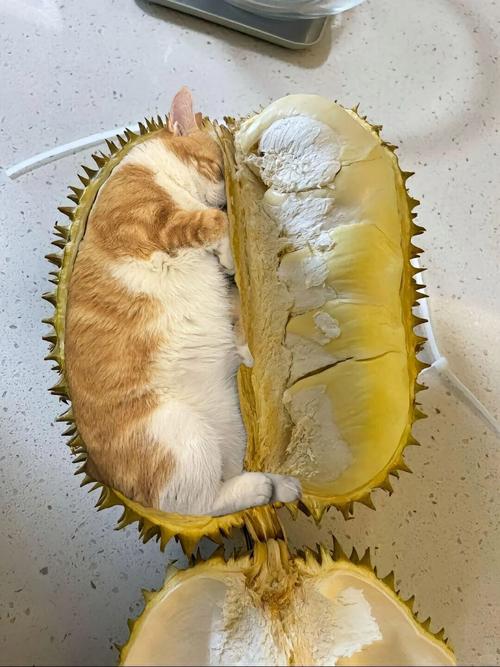 猫最爱吃的10种水果