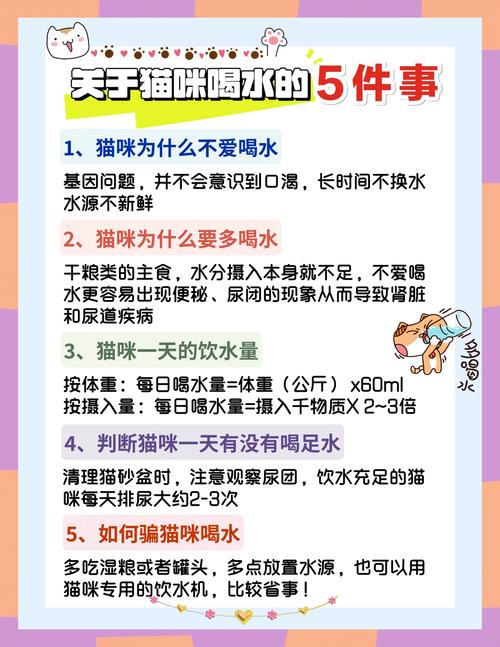 应该给猫咪喝自来水还是过滤水