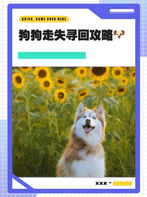 狗狗在离家5公里的地方走失还能自己走回家吗?