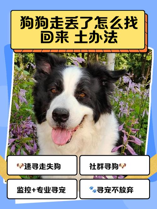 狗狗走丢了多久能回来啊?