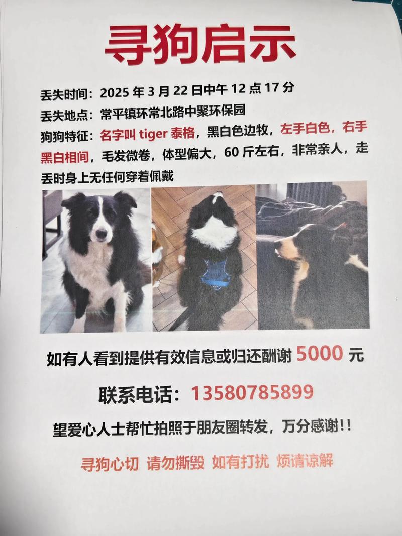 狗子跑丢了还会自己回来吗