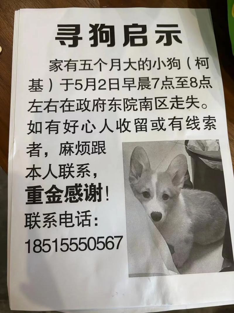 狗狗跑丢了会自己回来吗