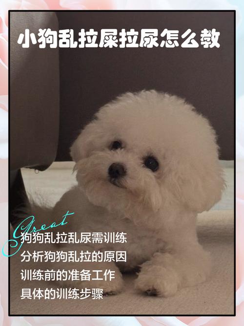 狗狗乱拉屎怎么教