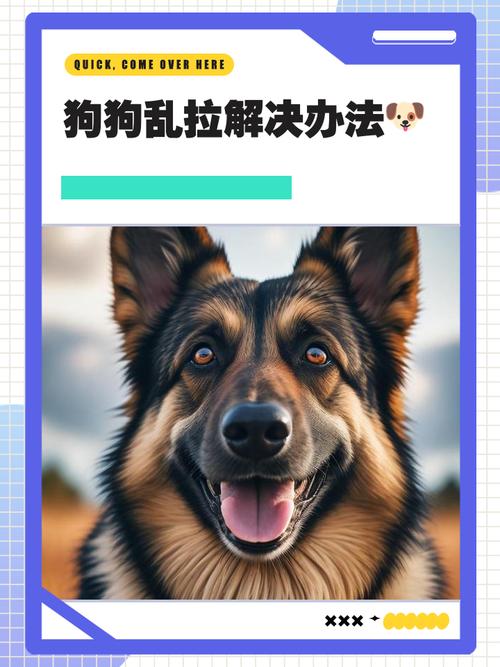 狗狗乱拉屎怎么训练