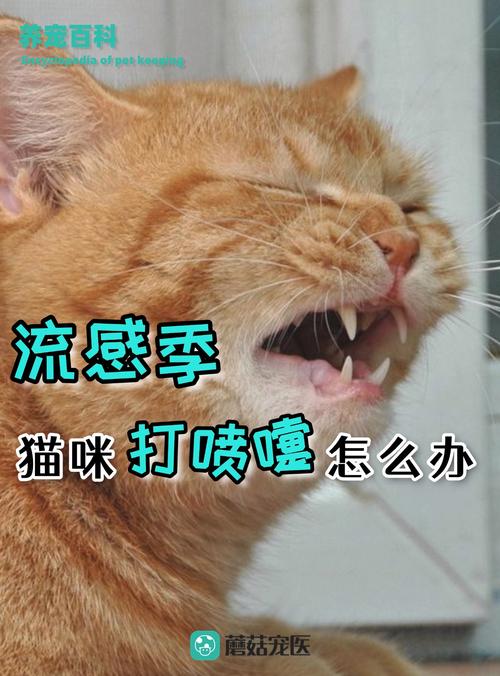 猫咪老是打喷嚏流鼻涕怎么办