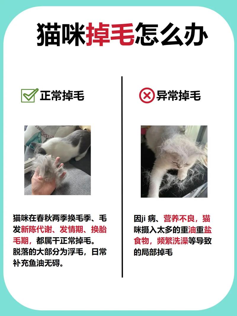 猫咪换毛期一般在什么时候