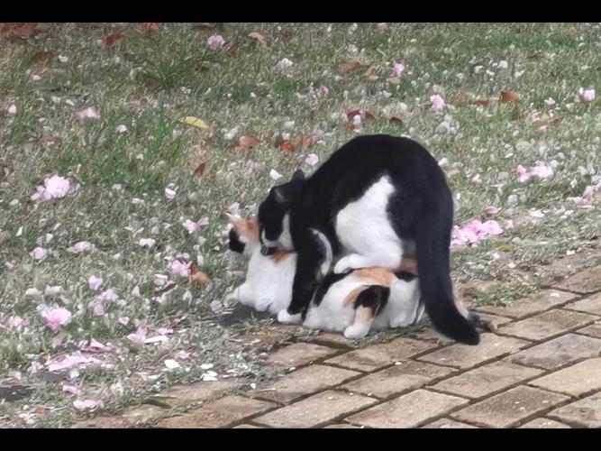 猫咪交配时间持续多久猫咪交配为什么会发出惨叫