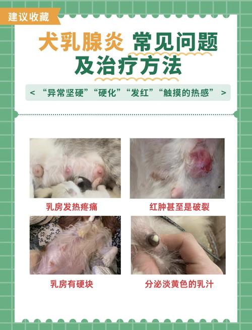 治疗狗狗乳腺炎