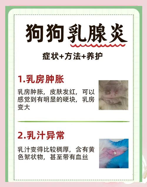 狗狗乳腺炎的症状和治疗方法