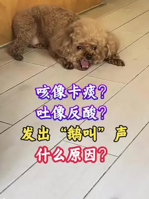 小狗老咳嗽干恶心干呕