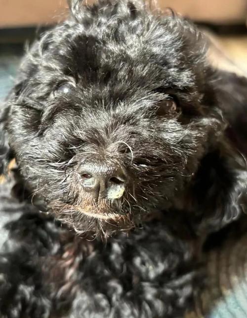 狗狗老是干呕怎么回事