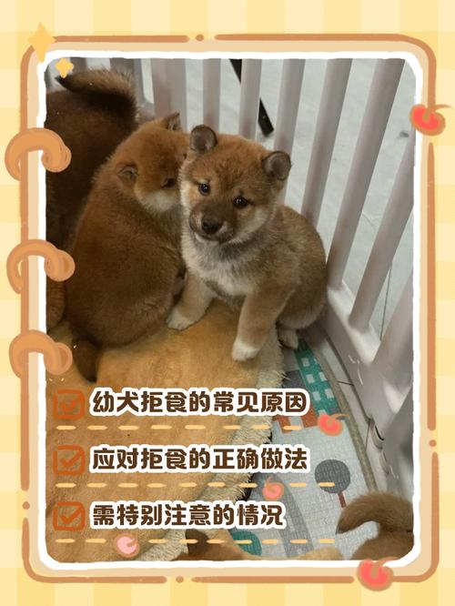 小狗不吃不喝软趴趴的还哼哼唧唧的怎么办?