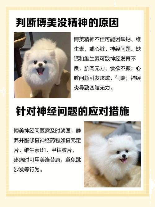 博美犬不吃不喝没精神怎么办呢