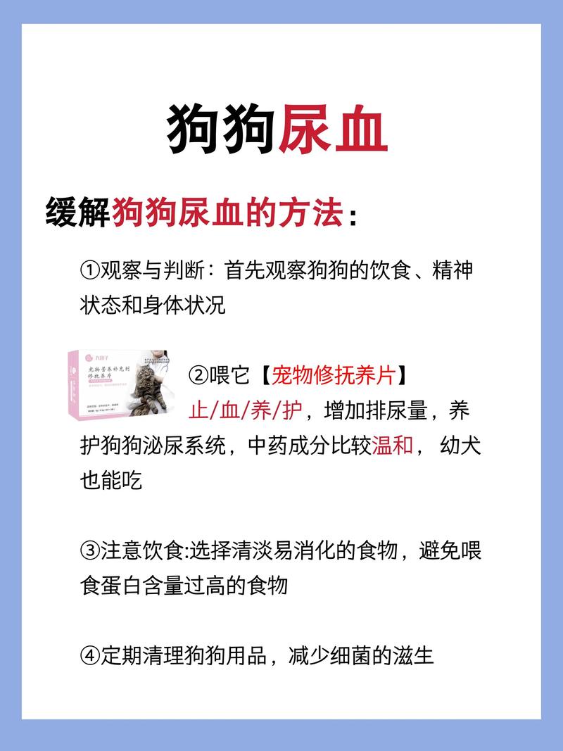 狗狗被吓了尿血怎么办