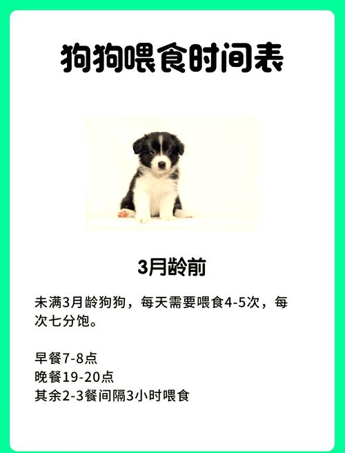 刚买回来的狗狗要怎么照顾