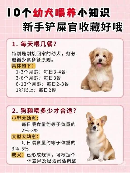 新买回来的幼犬喂养七大禁忌