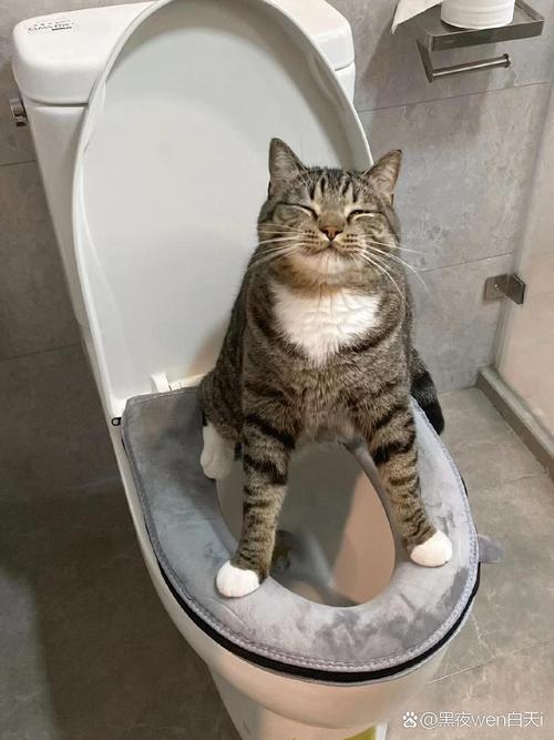 猫咪天天跑到厕所