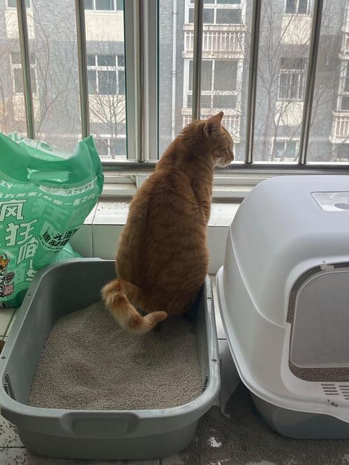 猫咪上厕所频繁