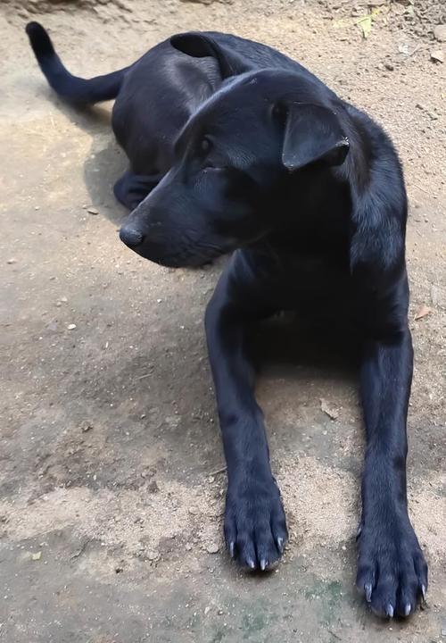 全身黑色腹部白色的小狗是什么品种的狗啊?