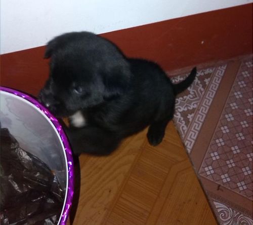 全身黑的狗什么品种