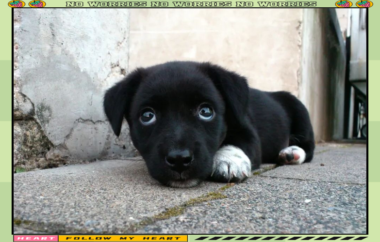 什么狗是全黑色腹部白色的