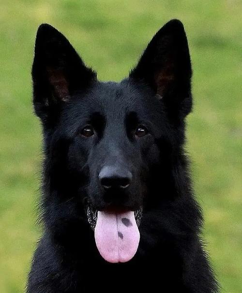 全身黑,胸部有白毛,这是什么品种的狗?