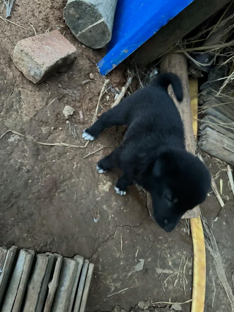 全身黑色毛很短,有点高大,很瘦,腿很细长的狗是什么品种的狗?