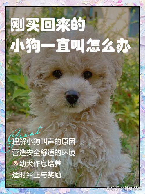 刚到家的狗狗晚上一直叫怎么办