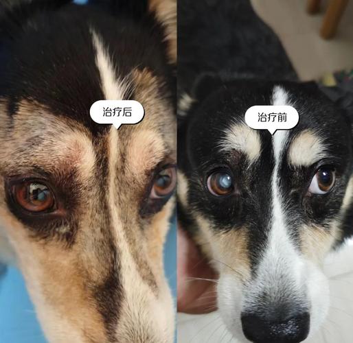 狗狗白内障手术费用