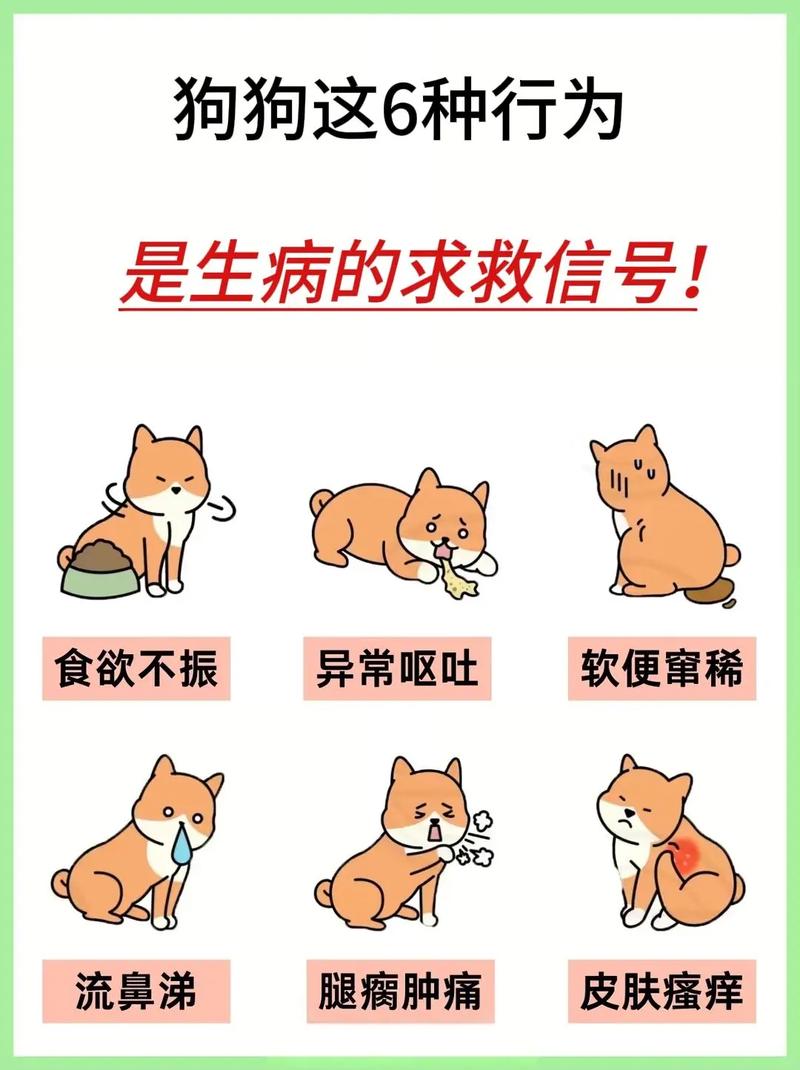 为什么宠物狗容易生病